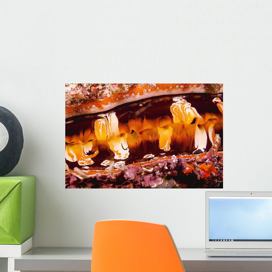 Or Thorny Oyster Shell A Bivalve Mollusk That Varies In Color Wall Mural