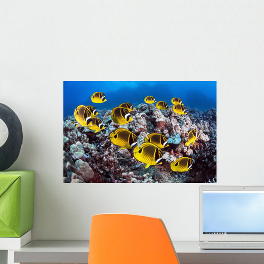 Hawaii, Lanai, Schooling Raccoon Butterflyfish Wall Mural
