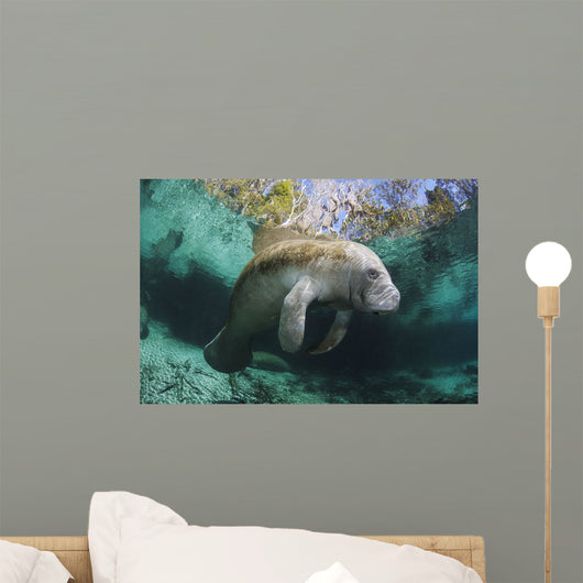 Endangered Florida Manatee At Three Sisters Spring Wall Mural