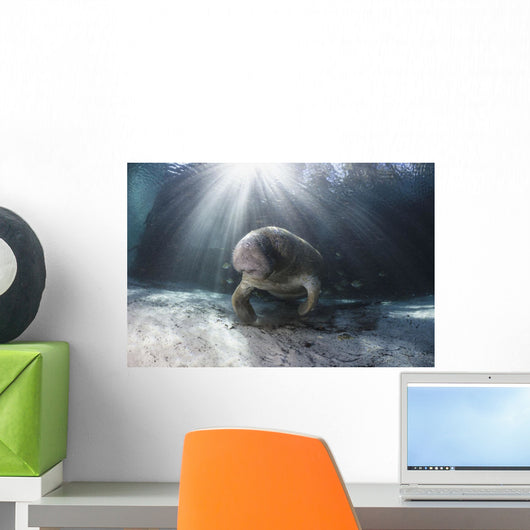 Endangered Florida Manatee At Three Sisters Spring Wall Mural