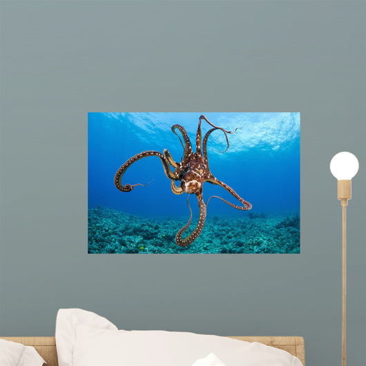 Hawaii, Day Octopus Wall Mural