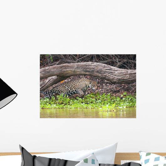 Female jaguar hunts along the pixiam river;Pantanal brazil Wall Mural