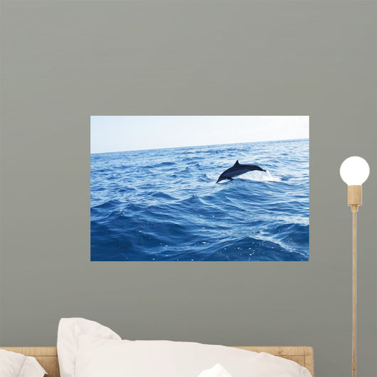 Dolphin Jumping Ocean