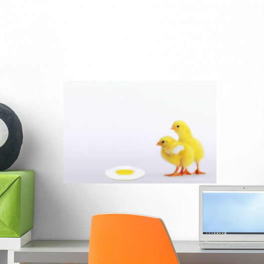 Two yellow baby chicks looking at fried egg;British columbia canada Wall Mural