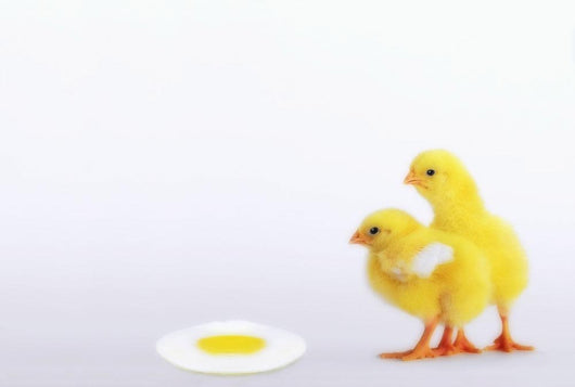 Two yellow baby chicks looking at fried egg;British columbia canada Wall Mural