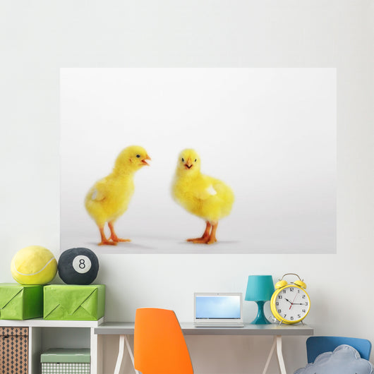 Two yellow baby chicks chirping;British columbia canada Wall Mural