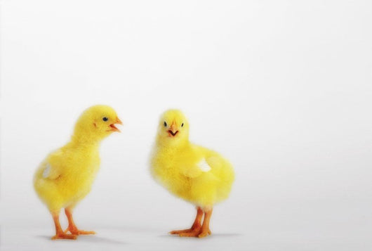 Two yellow baby chicks chirping;British columbia canada Wall Mural