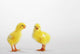 Two yellow baby chicks chirping;British columbia canada Wall Mural