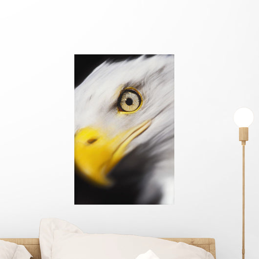 Close up of a bald eagle's face;British columbia canada Wall Mural