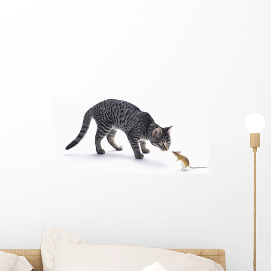 Grey tabby cat and mouse staring Wall Decal