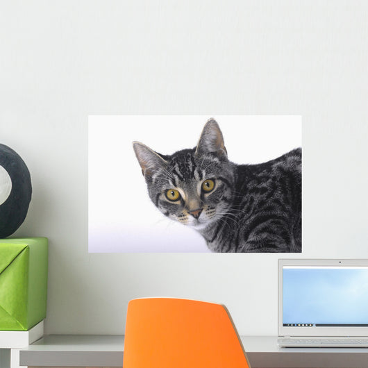 Portrait of a grey tabby cat;Vancouver british columbia canada Wall Mural