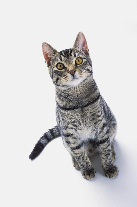 Grey Tabby Cat Looking Wall Decal
