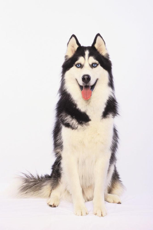 Portrait Siberian Husky British Wall Decal