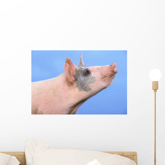 Pig with a blue background;British columbia canada Wall Mural