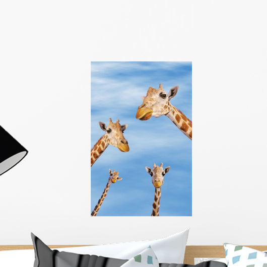 Four giraffes looking downward;Africa Wall Mural
