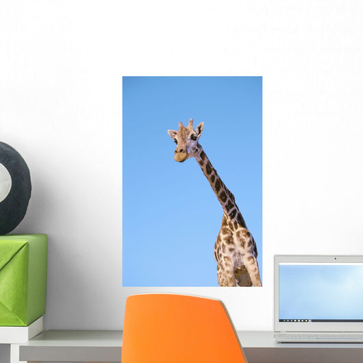 A giraffe against a blue sky;Africa Wall Mural