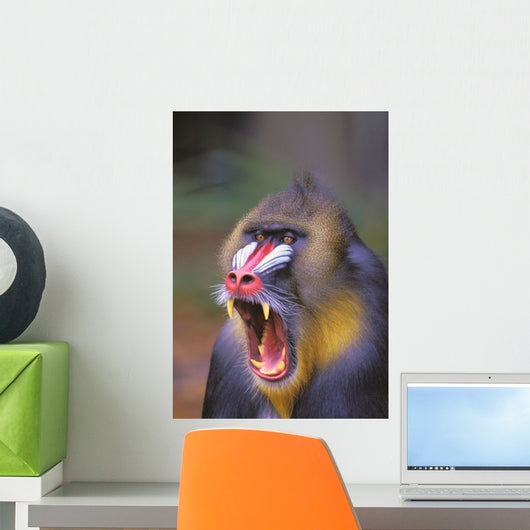 Roaring mandrill baboon;Florida united states of america Wall Mural