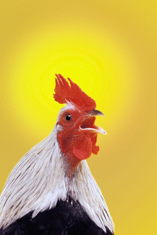 Crowing rooster;British columbia canada Wall Mural
