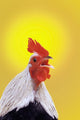 Crowing rooster;British columbia canada Wall Mural