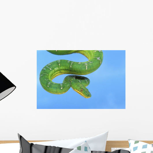 Emerald tree boa on a blue background;British columbia canada Wall Mural