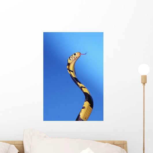 Forest cobra against a blue background;British columbia canada Wall Mural