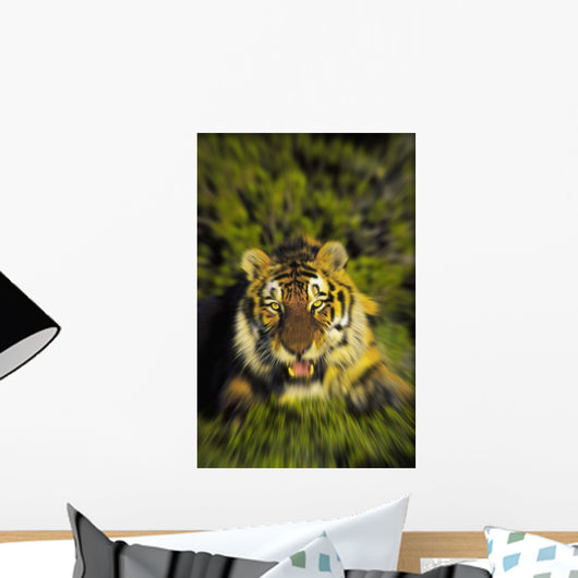 Charging siberian tiger ;Africa Wall Mural