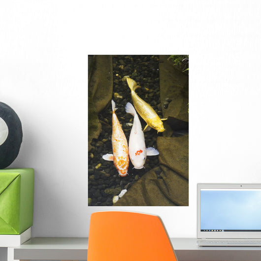 Three japanese koi fish in a pond;Montreal quebec canada Wall Mural