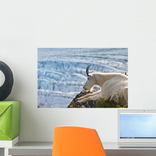 Close Up Of A Female Mountain Goat Lying Wall Mural