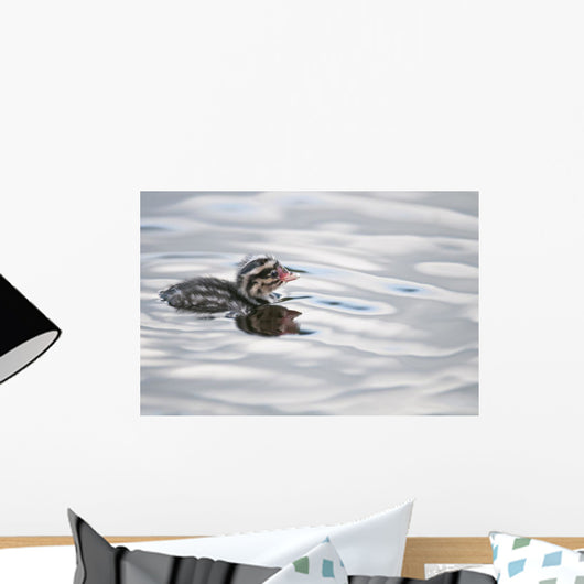 Horned Grebe Chick Swims In Goldstream Valley Peat Pond Near Fairbanks Wall Mural
