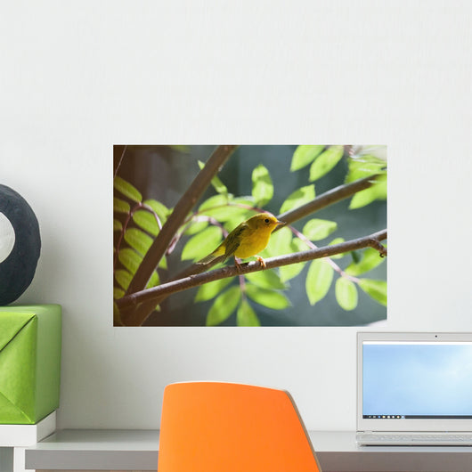 Female Wilson's Warbler Perched On Mountain Ash Branch Wall Mural