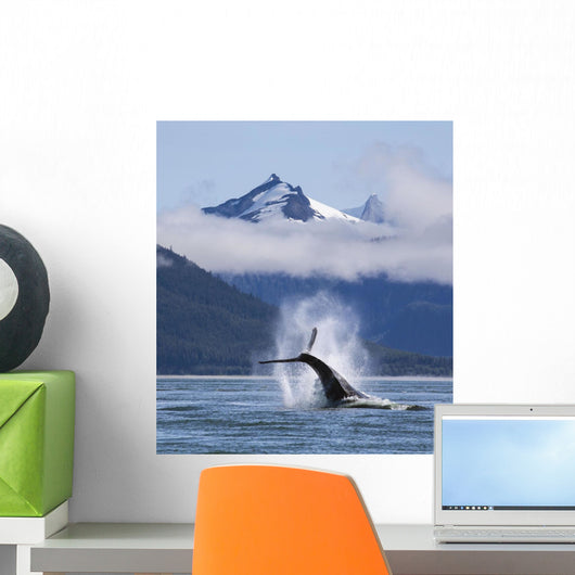 On A Sunny Morning A Humpback Whale Repeatedly Pounds Its Flukes Wall Mural