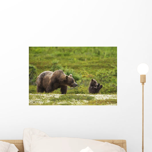 A Brown Bear Cub Plays Wall Mural