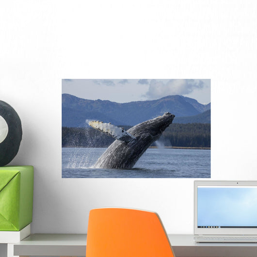 Humpback Whale Breaches as Wall Decal 5