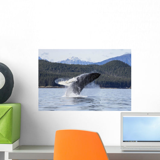 Humpback Whale Breaches as Wall Decal 4