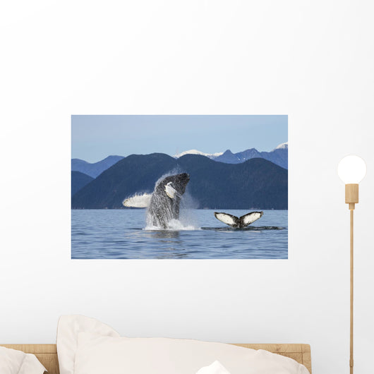 Humpback Whale Breaches as Wall Decal 3