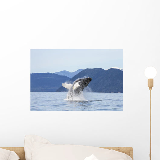 Humpback Whale Breaches as Wall Decal 2