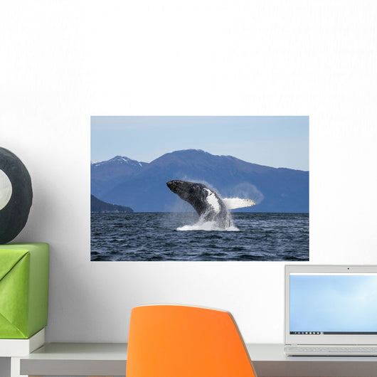 Humpback Whale Breaches as Wall Decal 1
