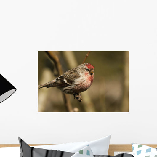 Close Up Of Redpoll Songbird, Alaska, Spring Wall Mural