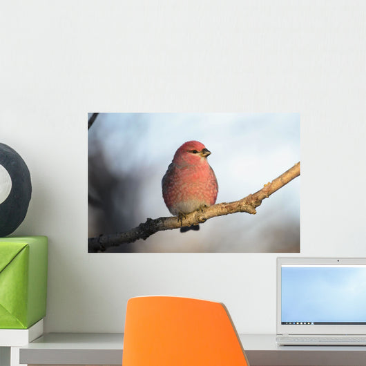 Adult Male Pine Grosbeak Sits On Branch In Anchorage, Alaska, Fall Wall Mural