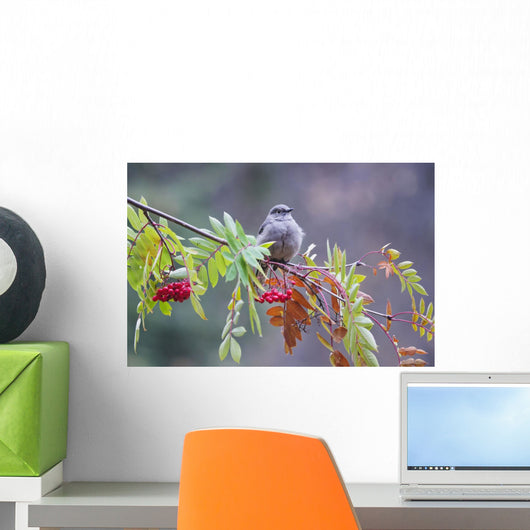 Townsend's Solitaire Perched Above Clump Of Berries Wall Mural
