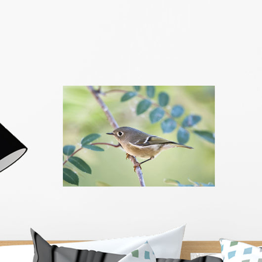 Ruby-Crowned Kinglet Perched On Mountain Ash Branch Wall Mural