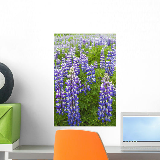 Close Up Of A Field Of Lupine Near Seward, Southcentral Alaska, Summer Wall Mural
