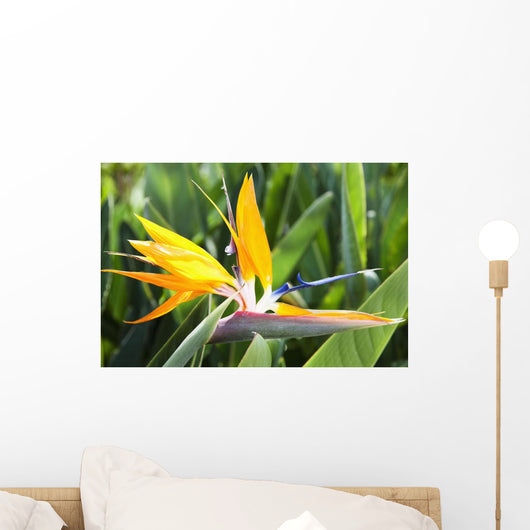 Tropical Bird of Paradise flower in full bloom Oahu, Hawaii Wall Mural