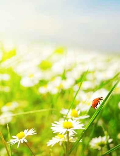 Daisy Field Wall Decal Design 1