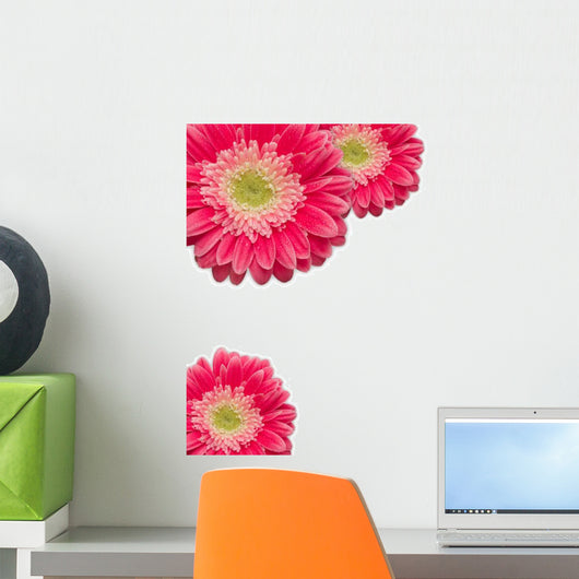 Pink Gerber Daisies with Water Drops on White Wall Decal