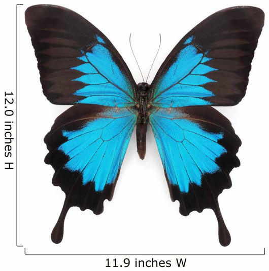 Blue butterfly Wall Decal