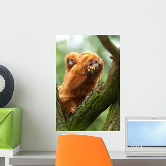 Cute Golden Lion Tamarin