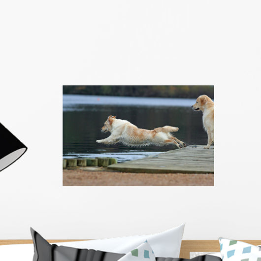 spectacular dive golden retriever Wall Mural