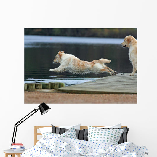 spectacular dive golden retriever Wall Mural