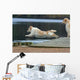 spectacular dive golden retriever Wall Mural